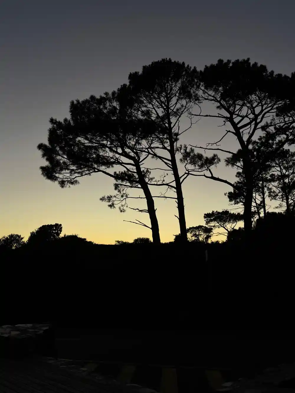 Pines dark against a fading sky